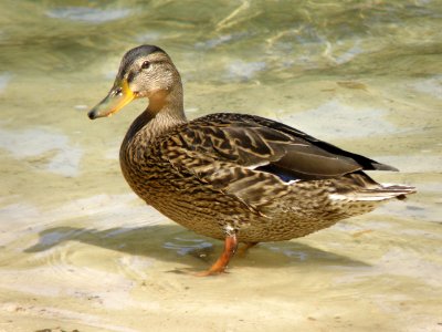 Wild duck in a pond (public domain) 1 photo