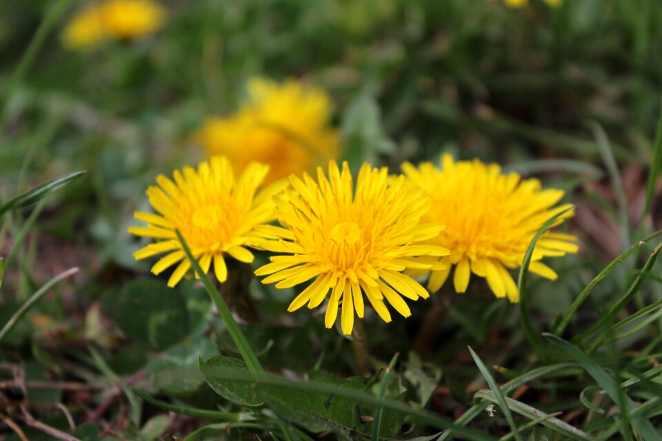 Summer grass wildflower
