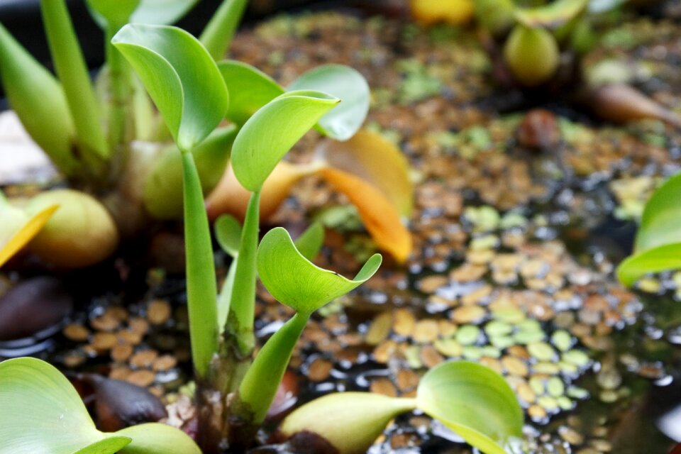 Wild nature growth