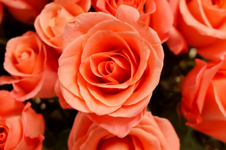 Roses background beauty