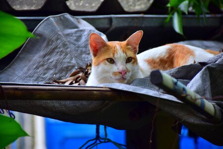White orange cute