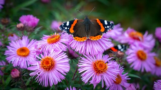 Flower flora summer