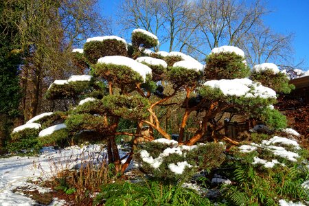 Snowy tree winter japanese garden