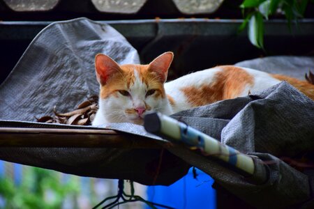 White orange cute