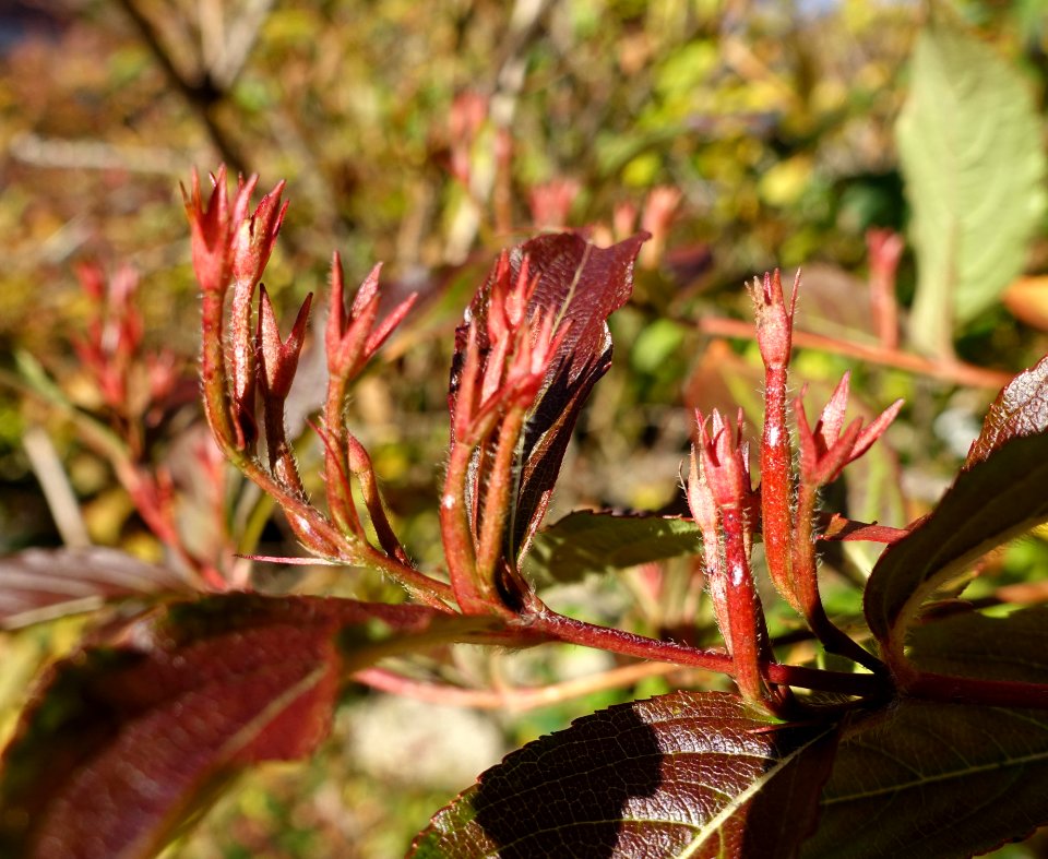 Weigela detail - DSC06616