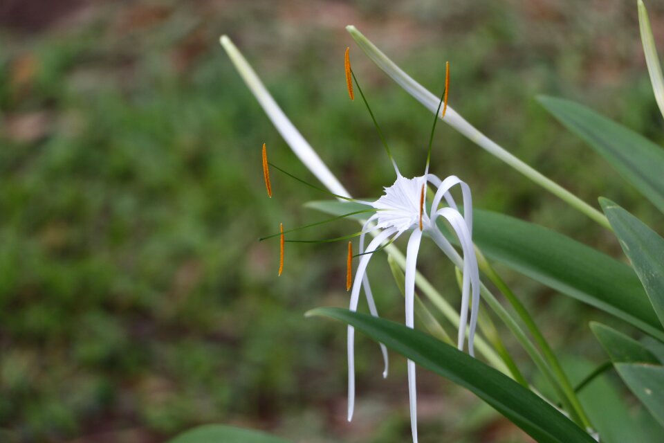 Outdoors grass flower photo