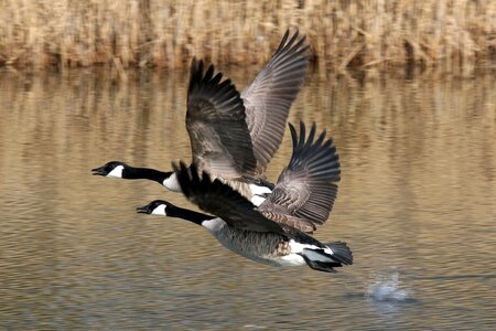 Goose waters duck photo
