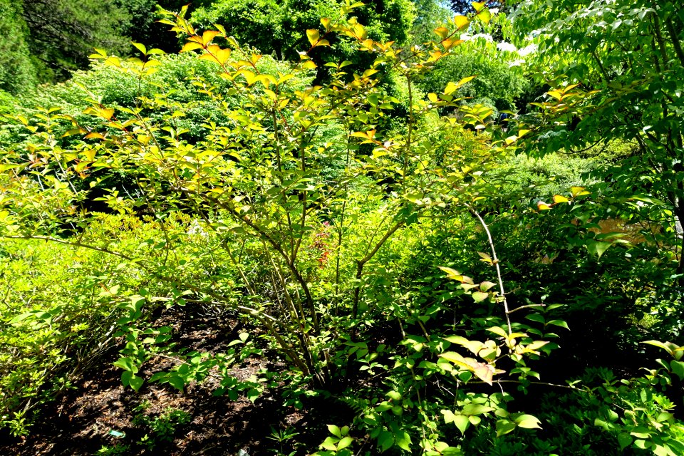 Weigela subsessilis 'Canary' - Asticou Azalea Garden - Northeast Harbor, Maine - DSC03486