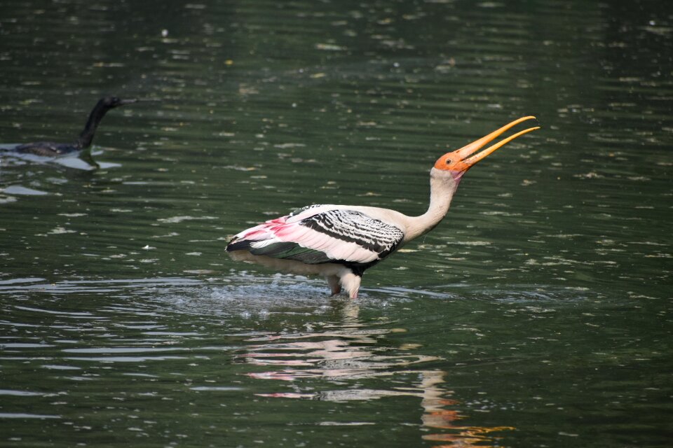 Neck rare wing photo