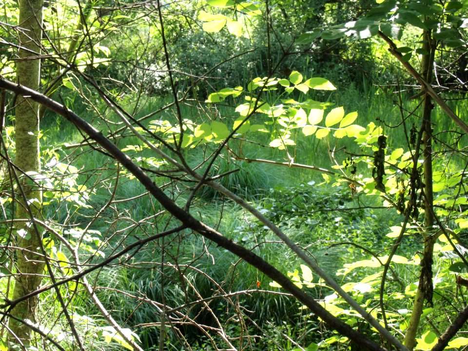 Weiher bei Irsee