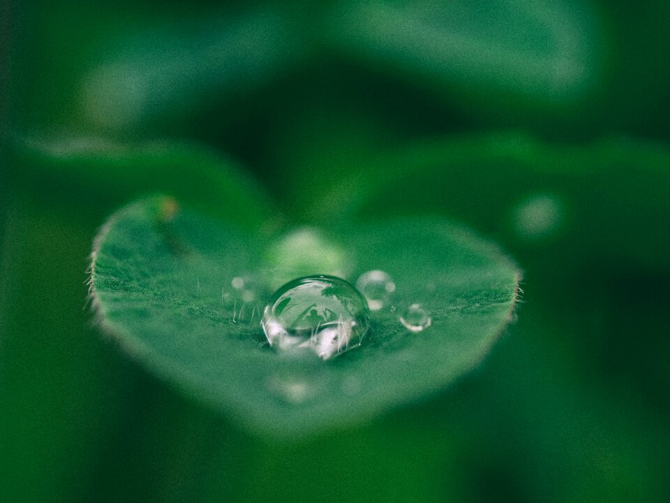 Nature wet rain