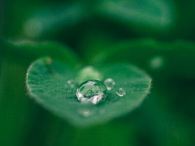 Nature wet rain photo