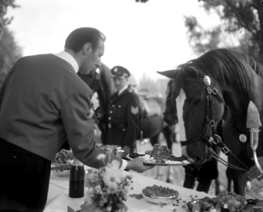 Wereld Dierendag 1964 , paarden eten aan tafel, de paarden tijdens de maaltijd, Bestanddeelnr 916-9700