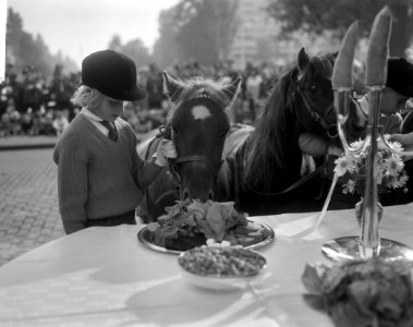 Wereld Dierendag 1964 , de paarden aan de maaltijd, Bestanddeelnr 916-9702