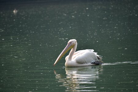 Bird white light