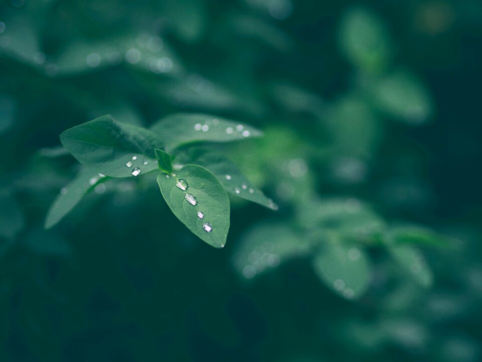 Nature blur wet