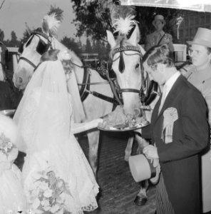 Wereld Dierendag 1964 , een rijtuigje met echt bruidspaar reed in de stoet, brui, Bestanddeelnr 916-9714