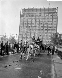 Wereld Dierendag 1964 , de paarden aan de maaltijd, Bestanddeelnr 916-9703