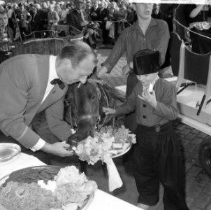 Wereld Dierendag 1965, de paarden krijgen eten bij Hilton-hotel van Ada Kok , de, Bestanddeelnr 918-2699