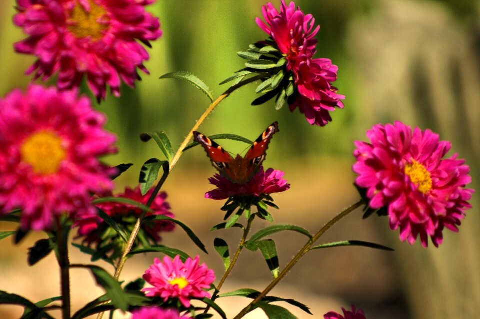 Insect nature plant