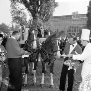 Wereld Dierendag 1965, de paarden krijgen eten bij Hilton-hotel van Ada Kok , de, Bestanddeelnr 918-2697