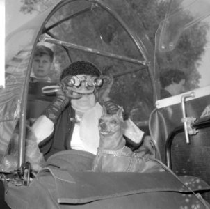 Wereld Dierendag 1965, de paarden krijgen eten bij Hilton-hotel van Ada Kok , de, Bestanddeelnr 918-2698