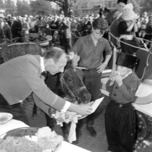 Wereld Dierendag 1965, de paarden krijgen eten bij Hilton-hotel van Ada Kok , de, Bestanddeelnr 918-2700