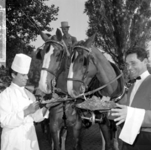 Wereld Dierendag 1965, de paarden krijgen eten bij Hilton-hotel van Ada Kok , de, Bestanddeelnr 918-2701