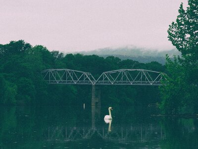 Nature forest river photo