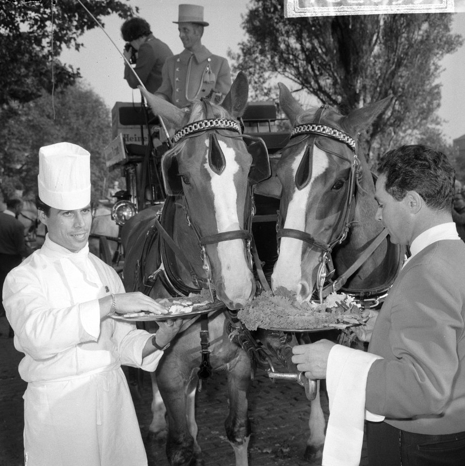 Wereld Dierendag 1965, de paarden krijgen eten bij Hilton-hotel van Ada Kok , de, Bestanddeelnr 918-2695