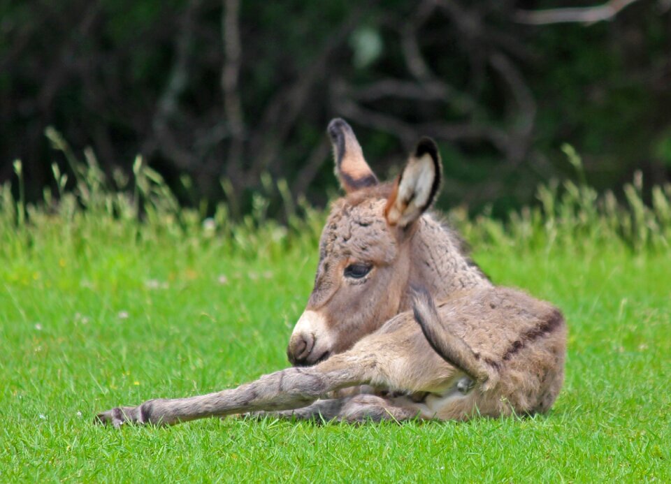 Animal nature wildlife