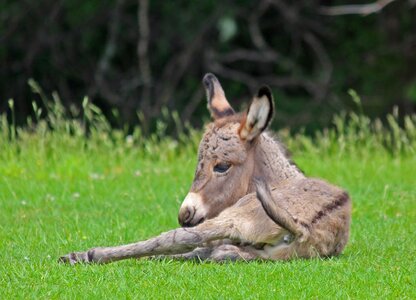 Animal nature wildlife