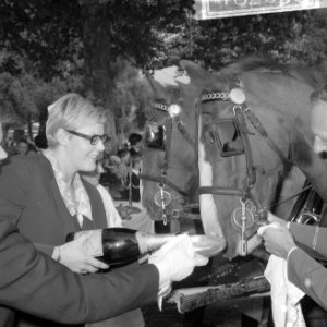 Wereld Dierendag 1965, de paarden krijgen eten bij Hilton-hotel van Ada Kok , de, Bestanddeelnr 918-2696