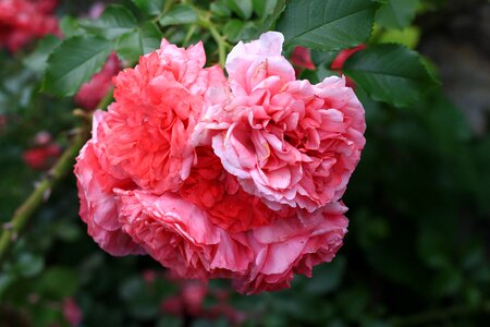 The delicacy garden roses nature photo