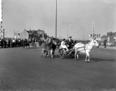 Wereld Dierendag 1964 , paarden met postkoets, 4 paarden, Bestanddeelnr 916-9711