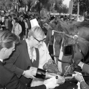 Wereld Dierendag 1965, de paarden krijgen eten bij Hilton-hotel van Ada Kok, Bestanddeelnr 918-2694
