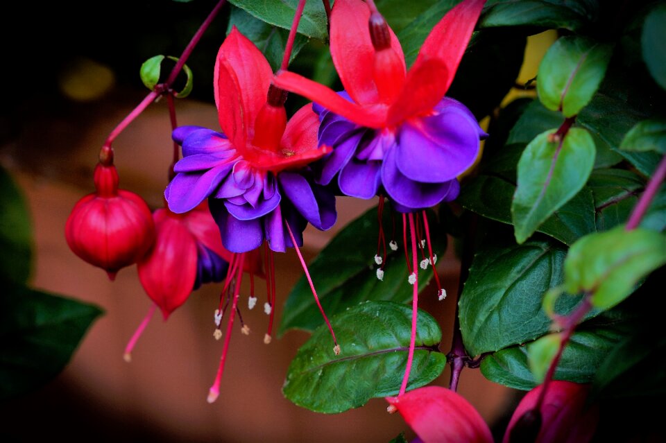Leaves petals blood drops