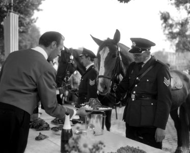Wereld Dierendag 1964 , de paarden tijdens de maaltijd, Bestanddeelnr 916-9707