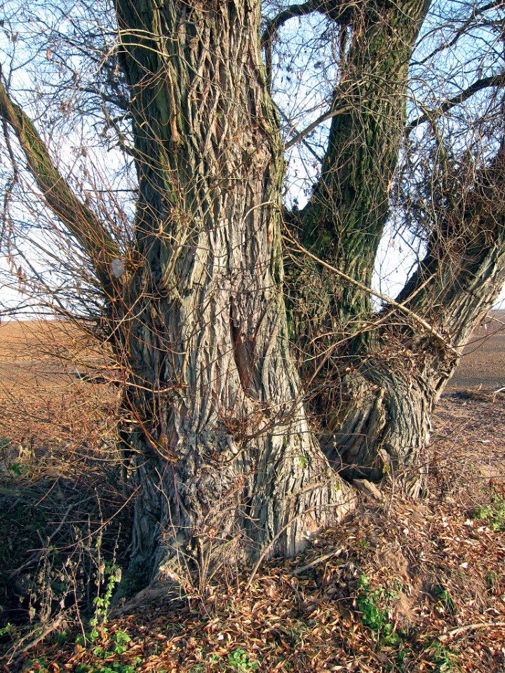 Weide Westheim, 1