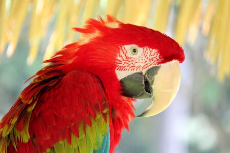 Wildlife nature parrot