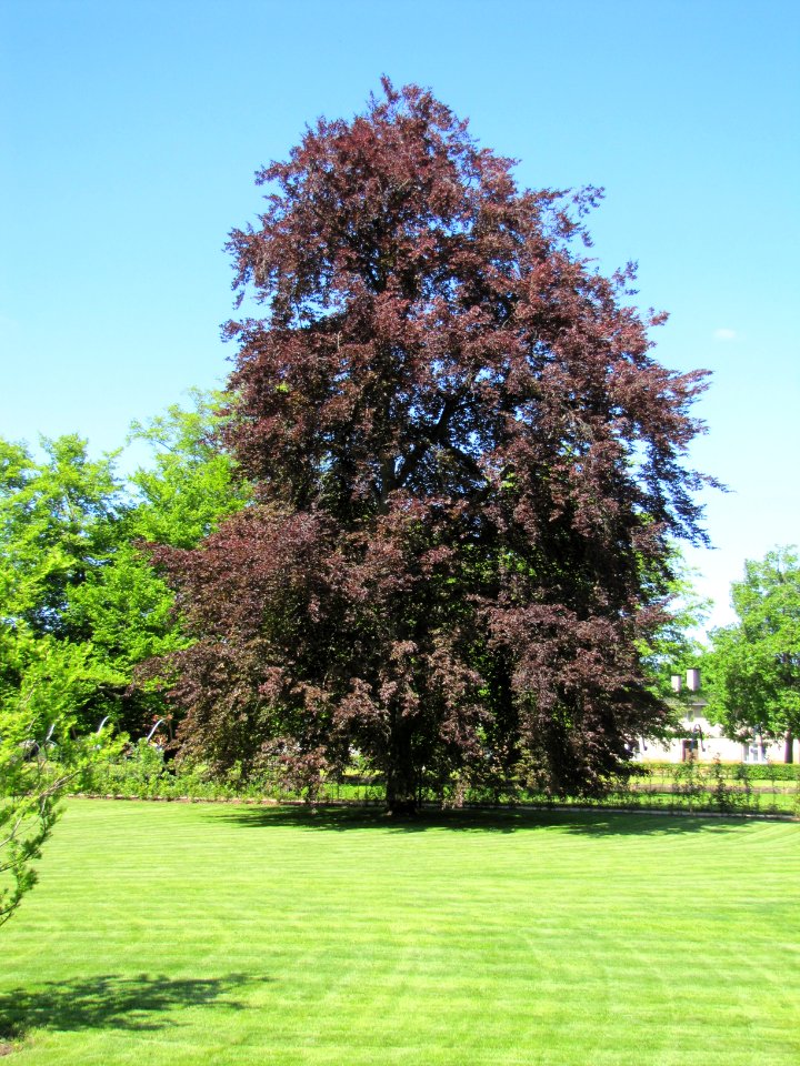 Wejherowo, park miejski (06)