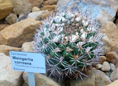 Weingartia neocumingii (Weingartia corroana) - Botanischer Garten, Dresden, Germany - DSC08851 photo