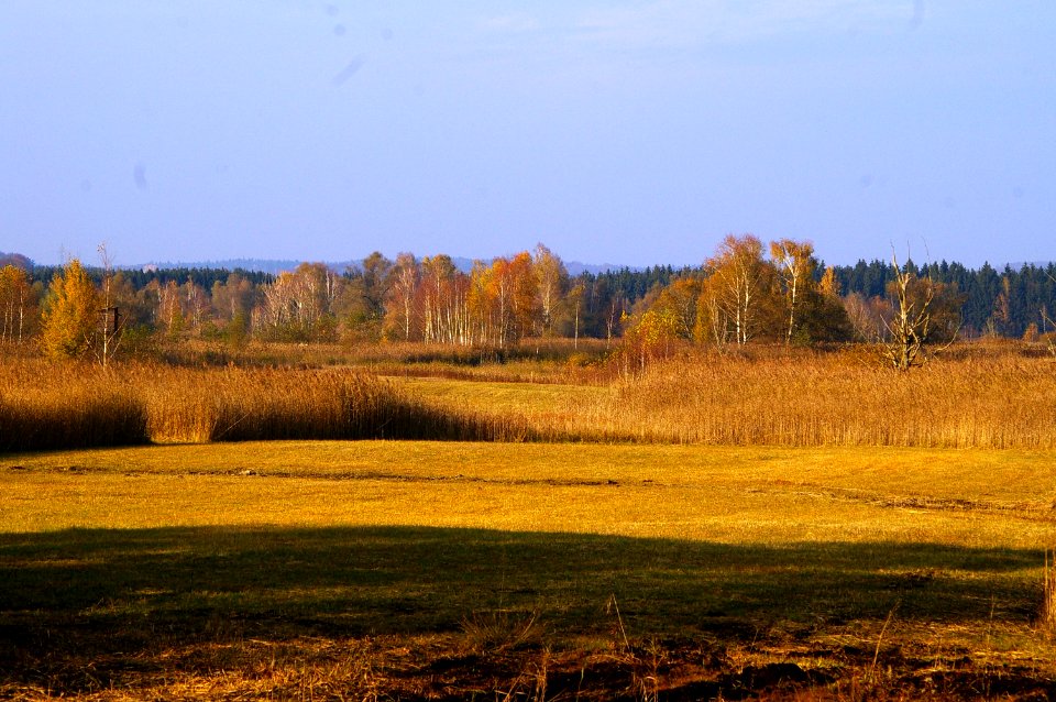 Weidmoos