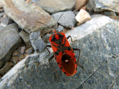 Insect nature wild life