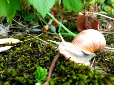 Weinbergschnecke Makro (04)