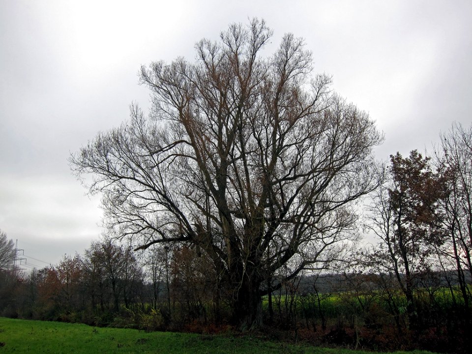 Weide Wiesentheid, 2