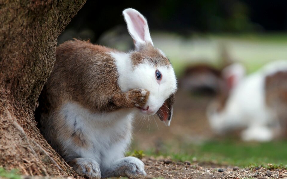 Brown brown rabbit brown eating