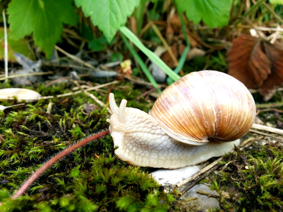 Weinbergschnecke Makro