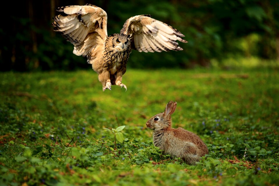 Raptor bird wild bird