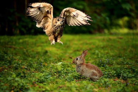 Raptor bird wild bird photo